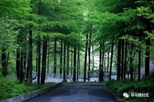 為尋烏點贊 我縣全面推行林長制，筑牢綠色生態(tài)屏障