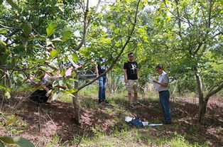 重慶巫山 6.3萬畝核桃產業助力脫貧攻堅